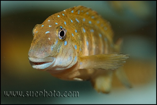 Eretmodus cyanostictus 'Tembwe Deux'